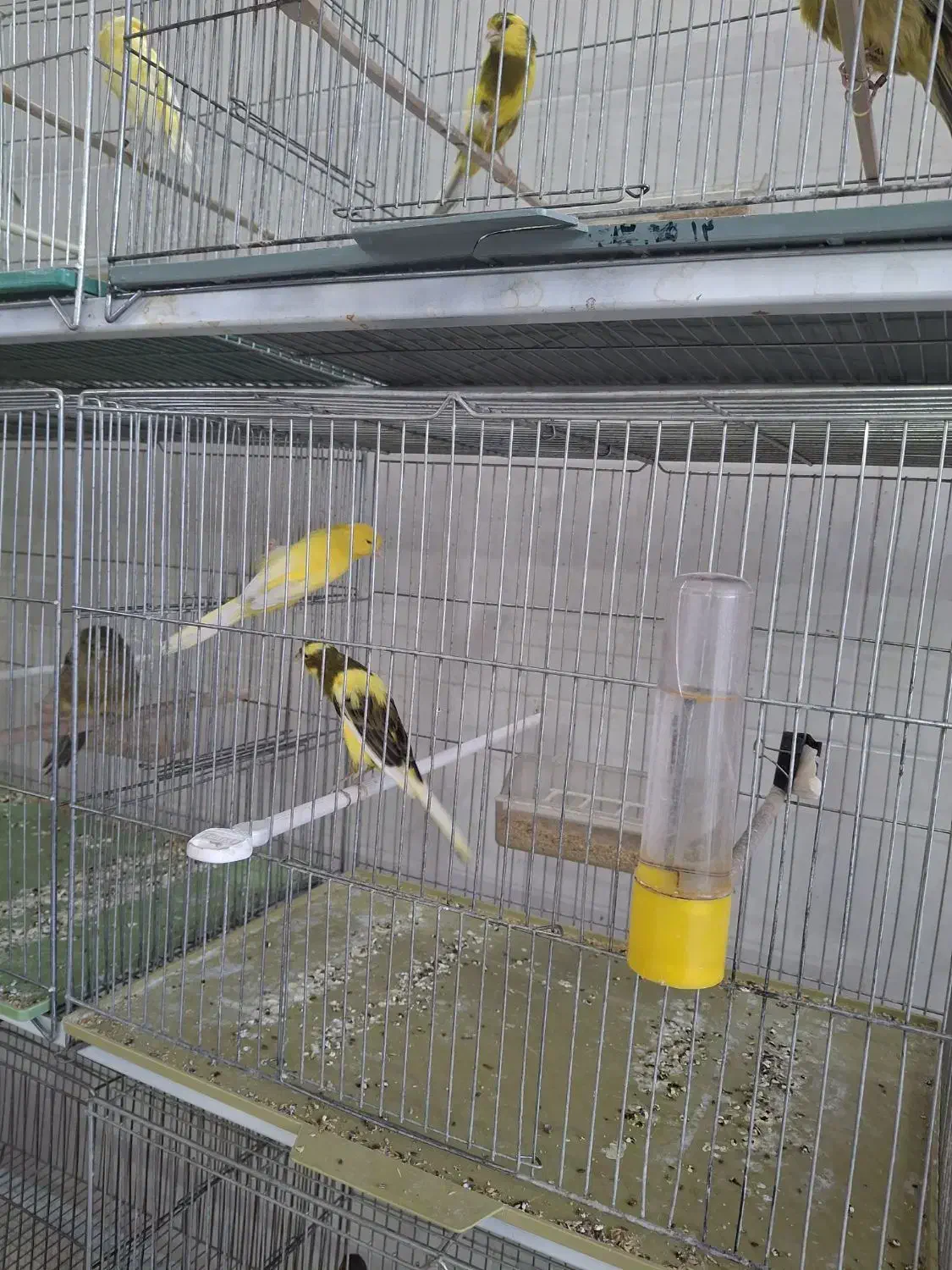 فروش قناری کشیده بلند درجه ۱/ردفاکتور/رسمی/|پرنده|خمینی‌شهر, |دیوار