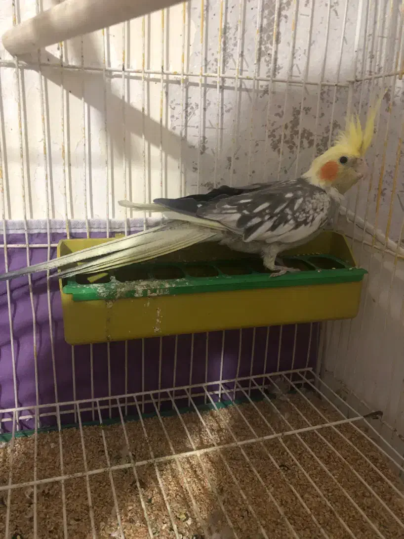 عروس هلندی روتخم|پرنده|اهر, |دیوار