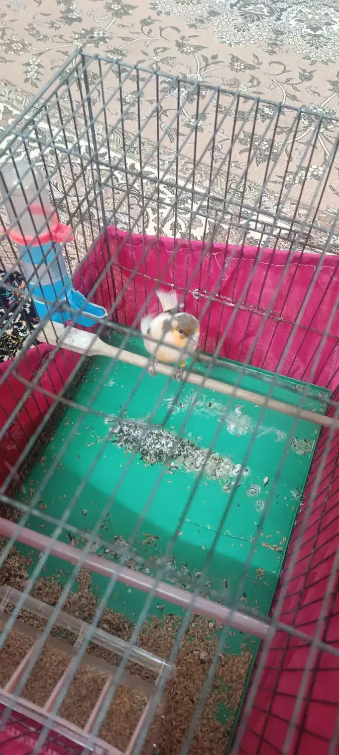 قناری ابلغ نر|پرنده|ری, تقی آباد|دیوار