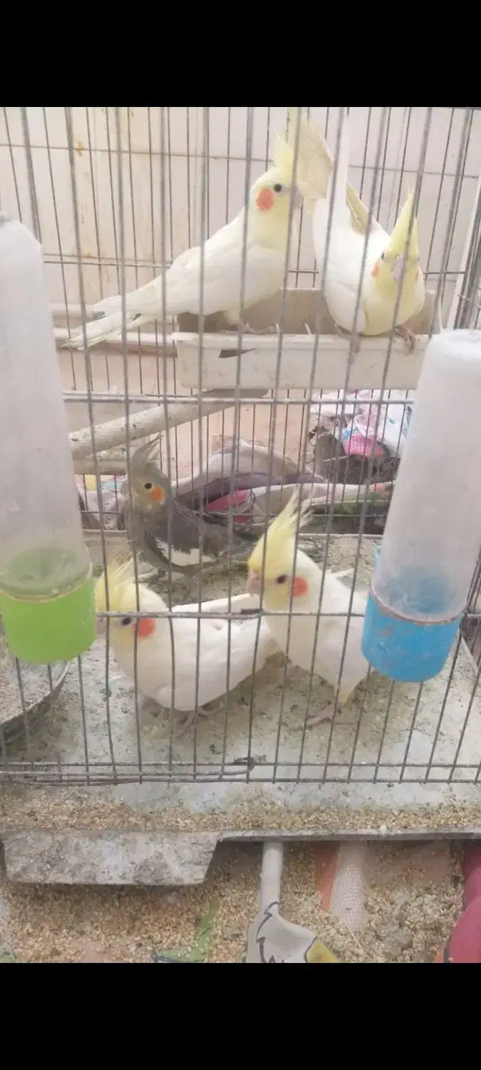 عروس هلندی|پرنده|قم, دورشهر|دیوار