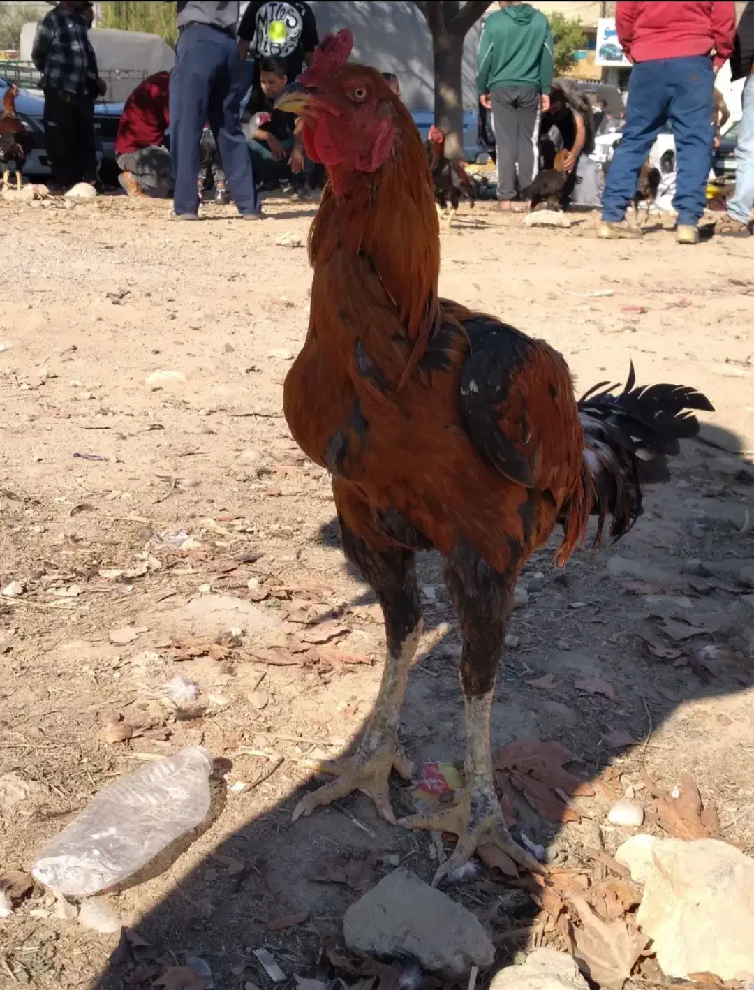 خروس لاری|حیوانات مزرعه|نگین شهر, |دیوار