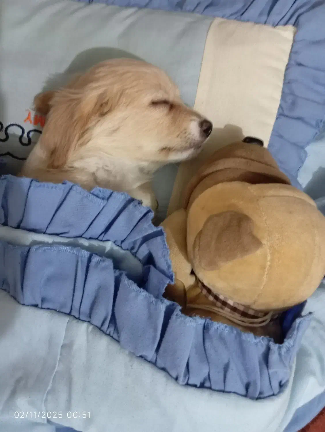 سگ کوچک|سگ|اسلامشهر, شهرک سعیدیه|دیوار