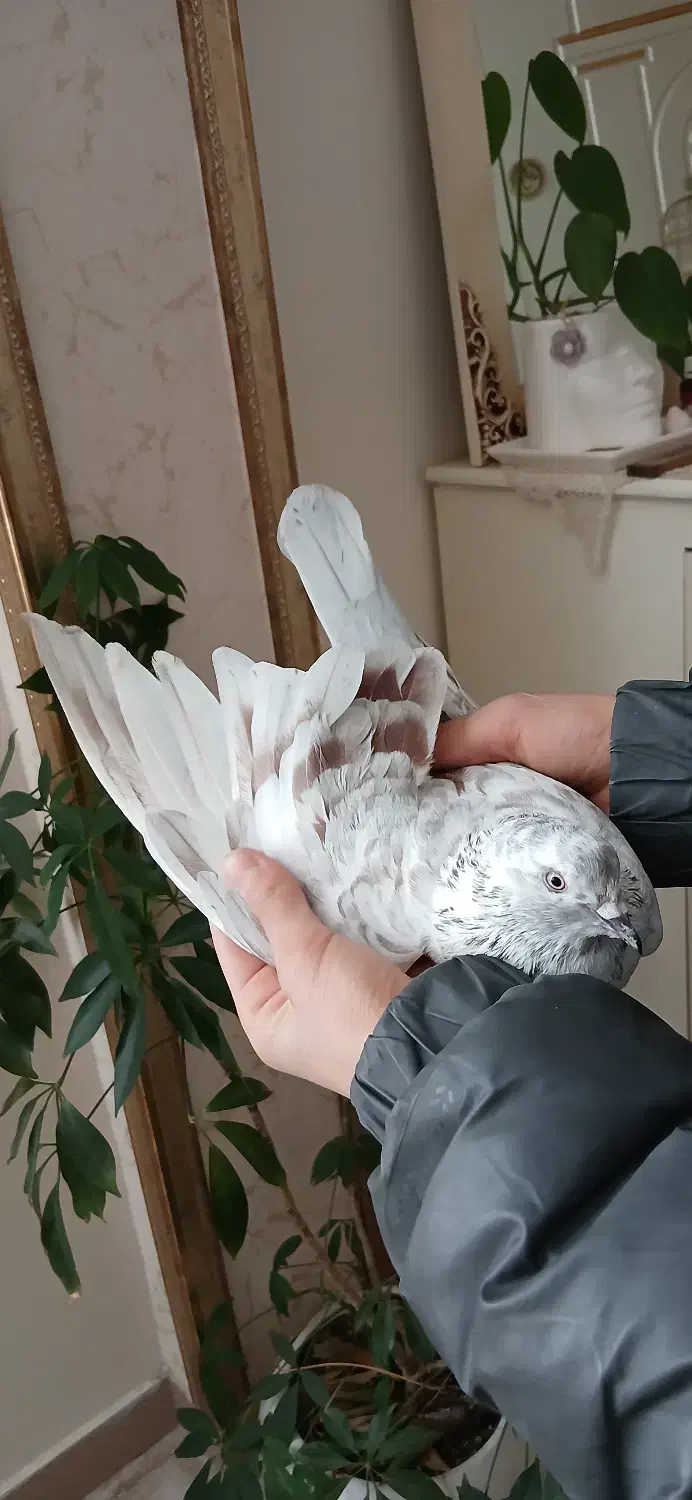 کبوتر پرشی|حیوانات|پردیس, فاز ۱|دیوار