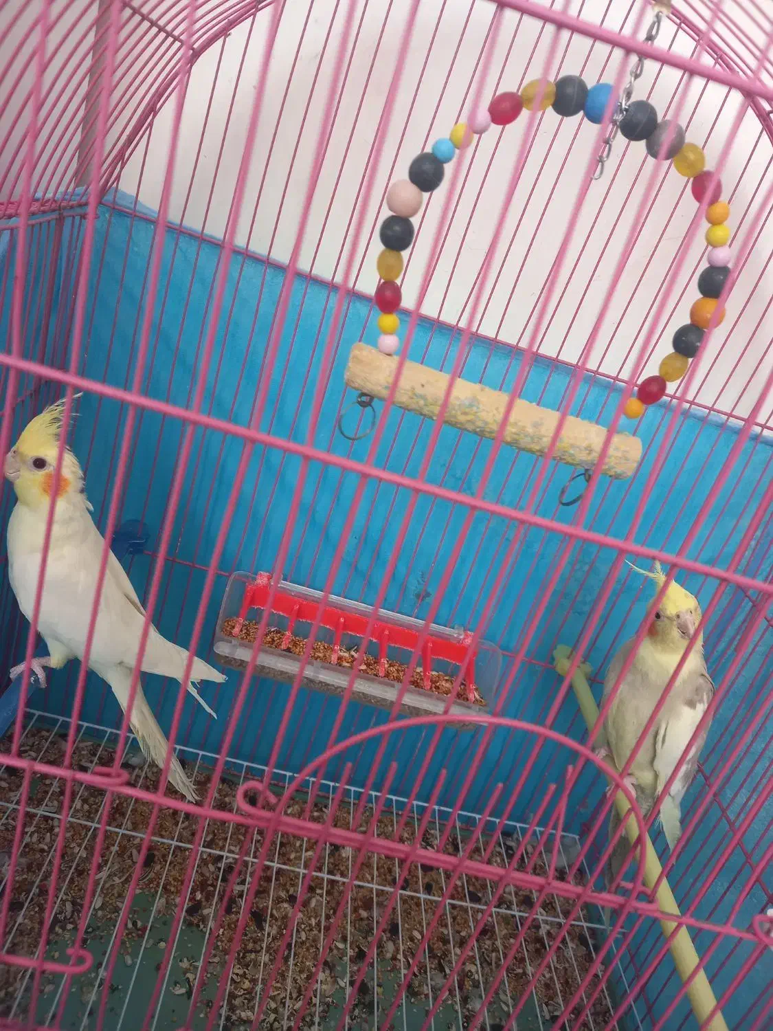 طوطی عروس هلندی|پرنده|اردبیل, |دیوار