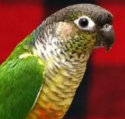 طوطی گرینچیک یلو ساید دو ساله|پرنده|تبریز, |دیوار