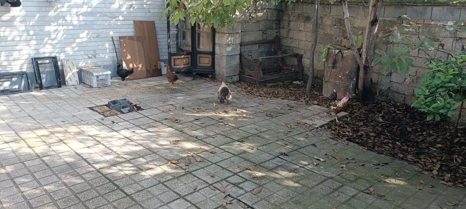 حیوانات مزرعه|حیوانات مزرعه|قائم‌شهر, |دیوار