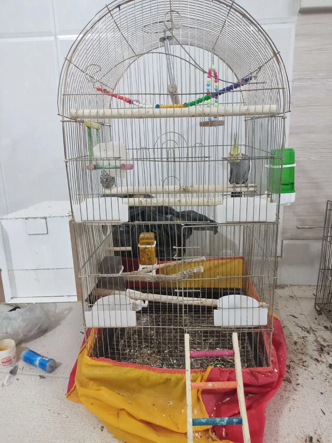 عروس هلندی مولد دستی|پرنده|قم, نخودی|دیوار