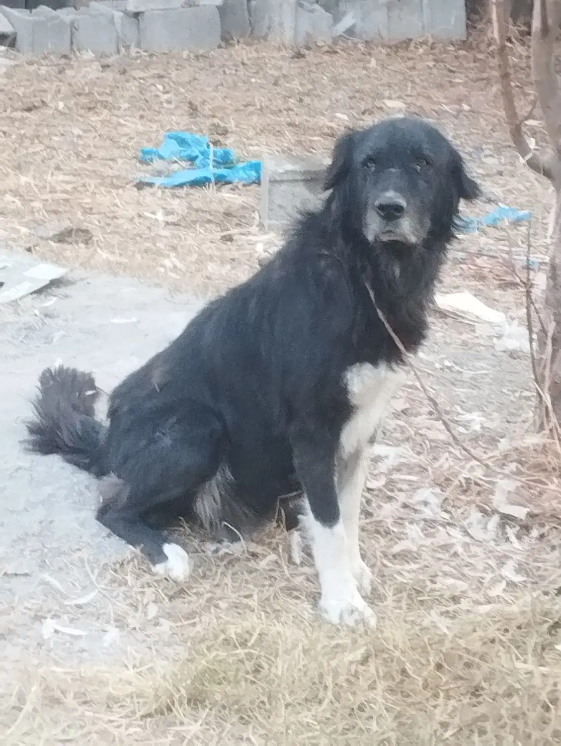 لاس شکم طلا|سگ|زیباشهر, |دیوار