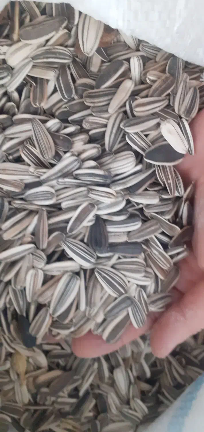 تخمه افتابگردان امسالی|خوردنی و آشامیدنی|آران و بیدگل, |دیوار