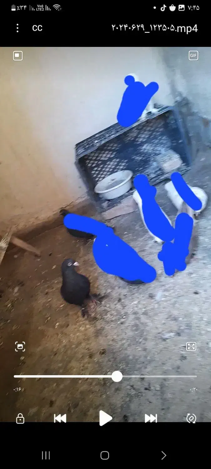 کفتر باخت رفته|حیوانات|ری, تقی آباد|دیوار