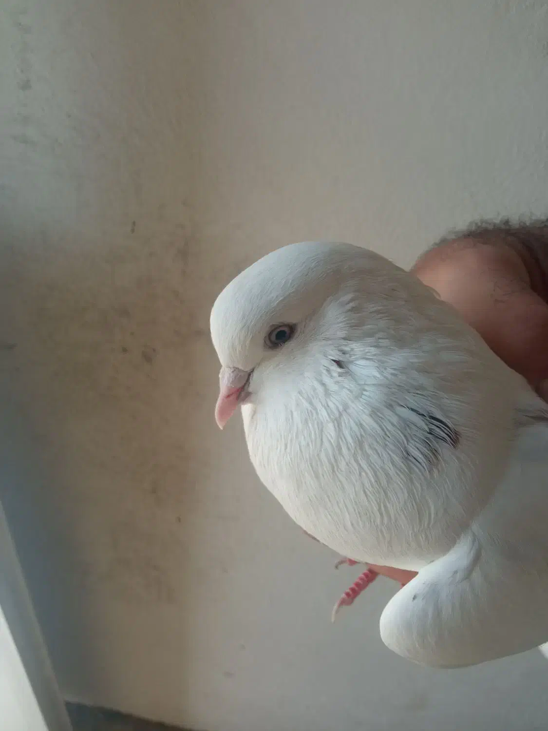 کبوتر گم کردم|پرنده|قرق, |دیوار