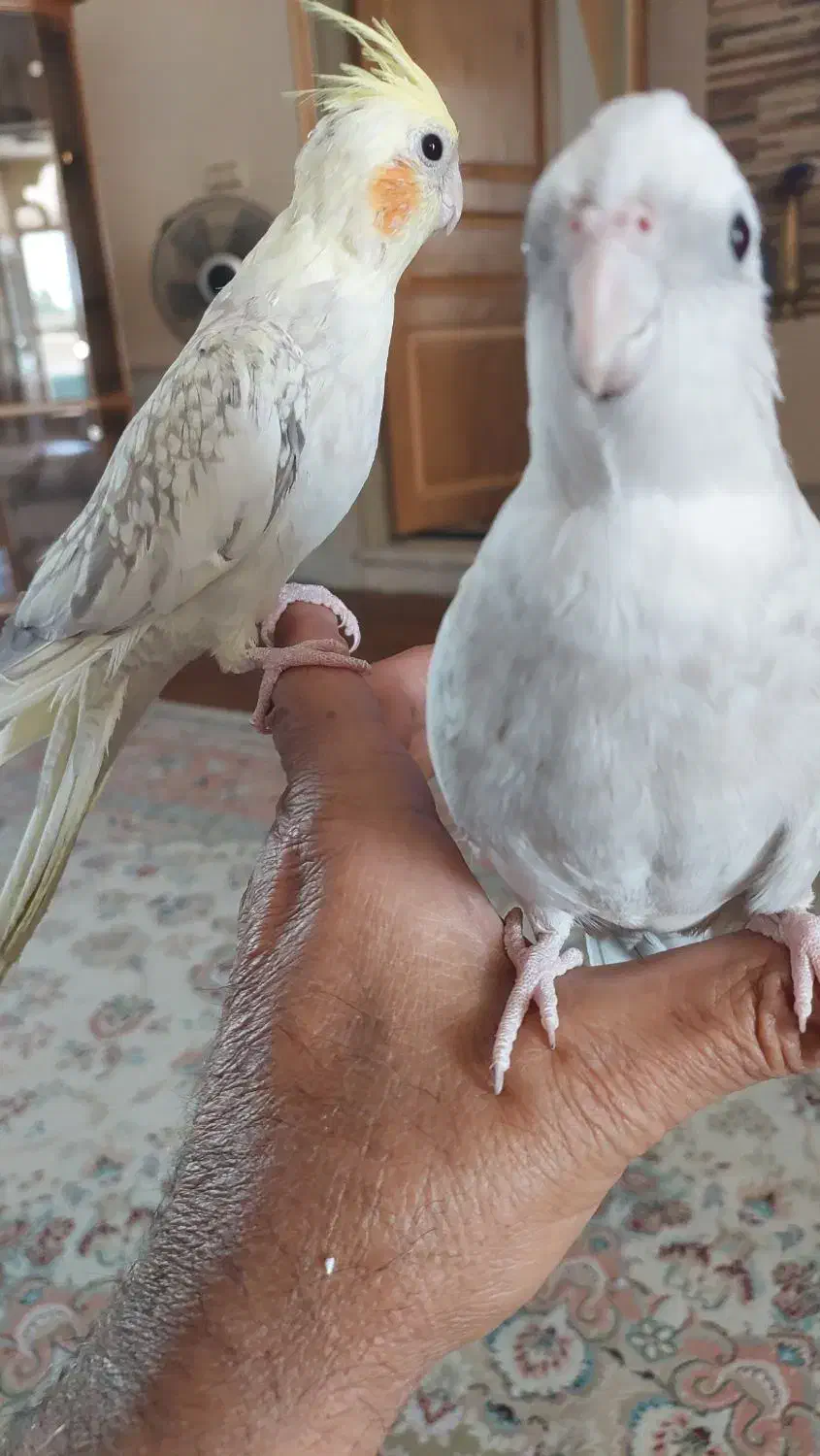 فروش عروس سخنگو..نر وماده اماده زات دار|پرنده|کاشمر, |دیوار