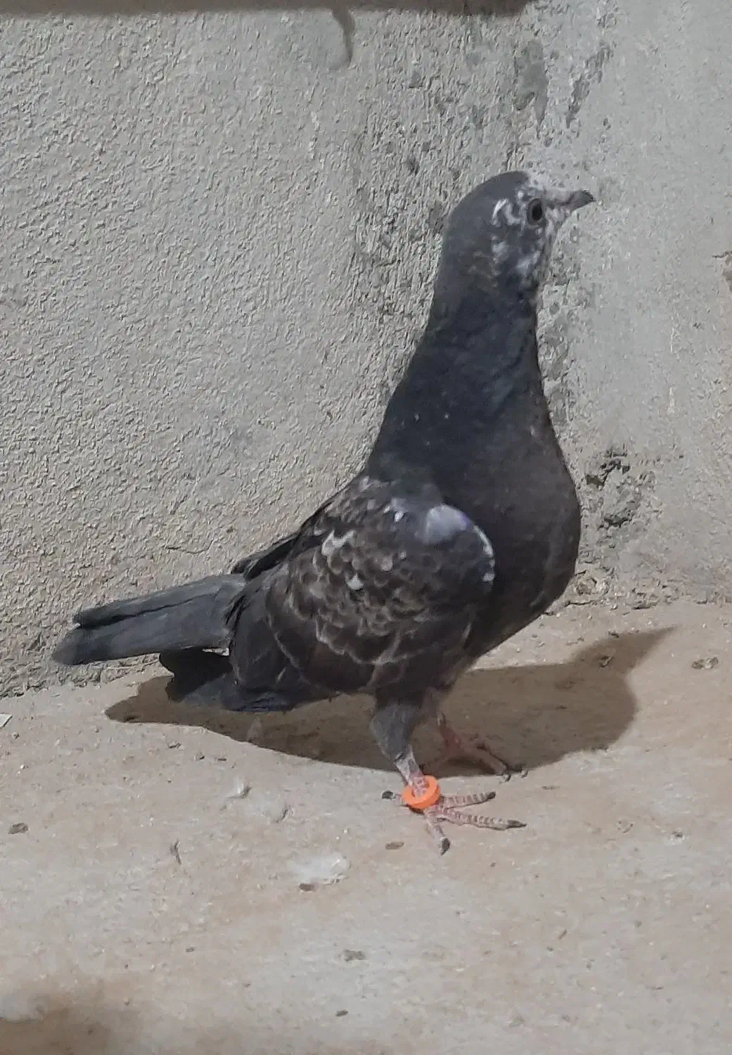 جوجه کبوتر و پرشی|پرنده|قم, زنبیل آباد|دیوار