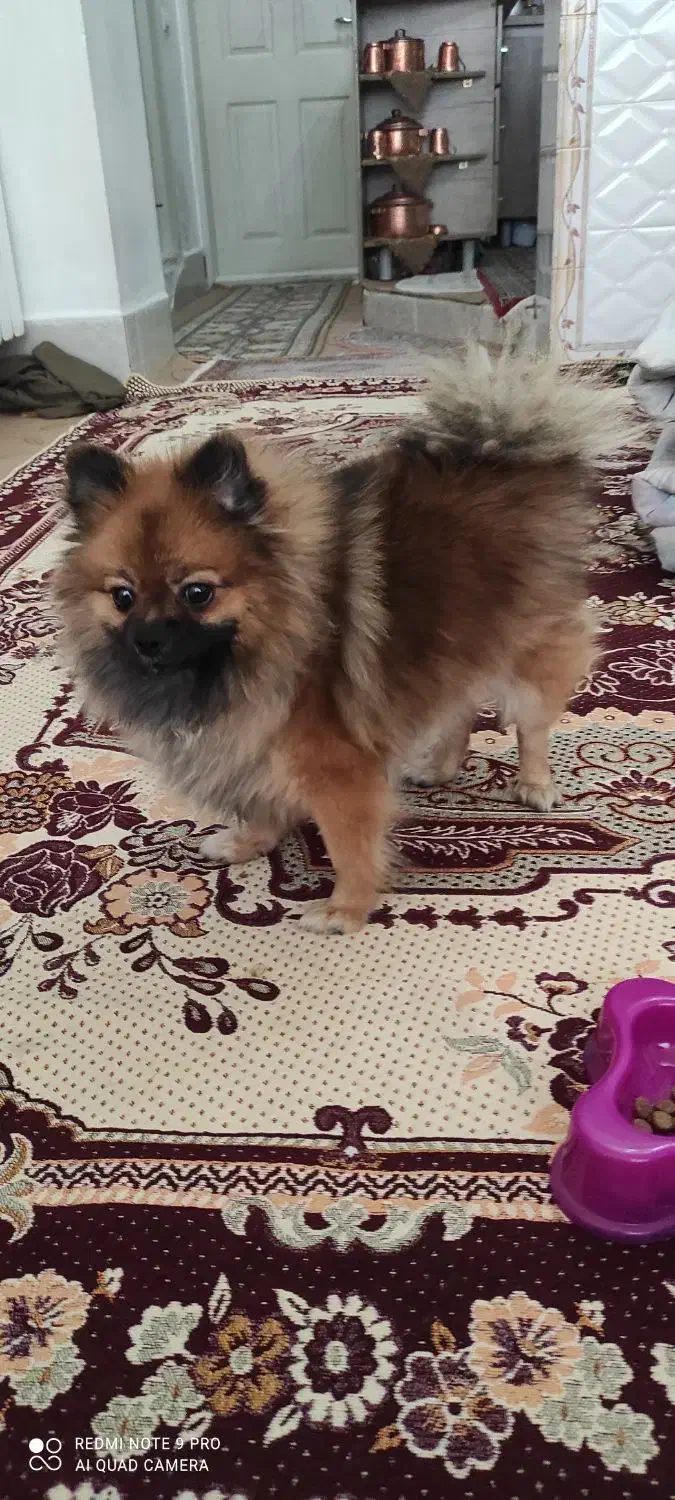 سگ پامر عروسکی|سگ|مراغه, |دیوار