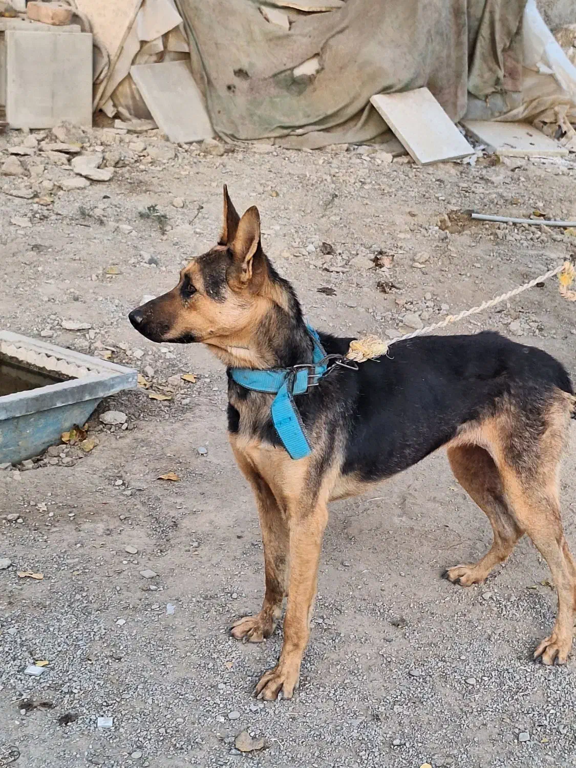 واگذاری سگ ژرمن ماده|سگ|هشتگرد, ایقربلاغ|دیوار