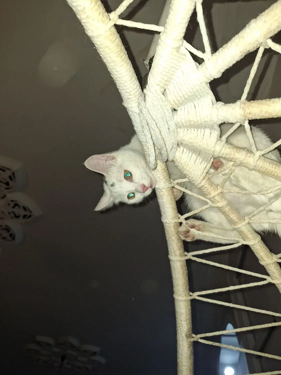 واگزاری گربه|گربه|فولادشهر, B1|دیوار