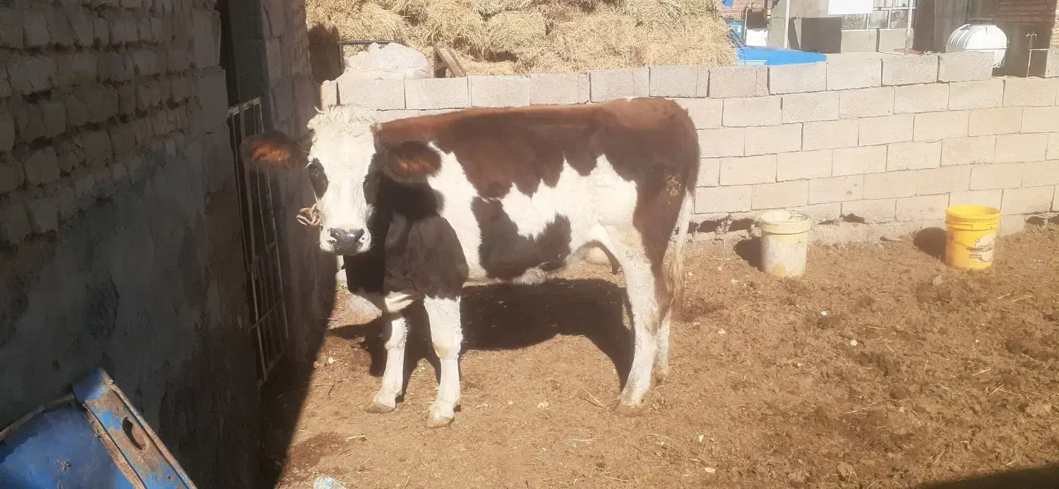 گاو|حیوانات مزرعه|بستان آباد, |دیوار