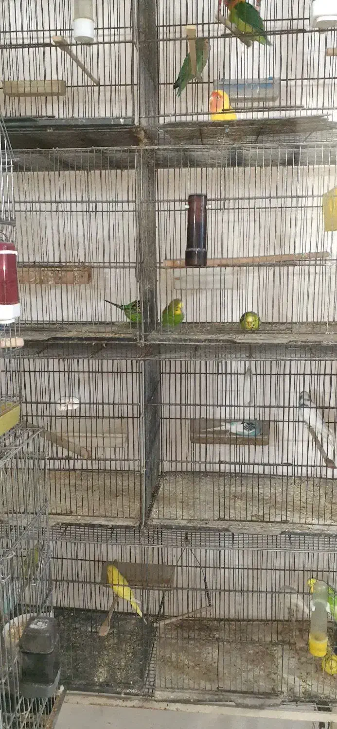 پرندگان زینتی|پرنده|کرج, خرمدشت|دیوار