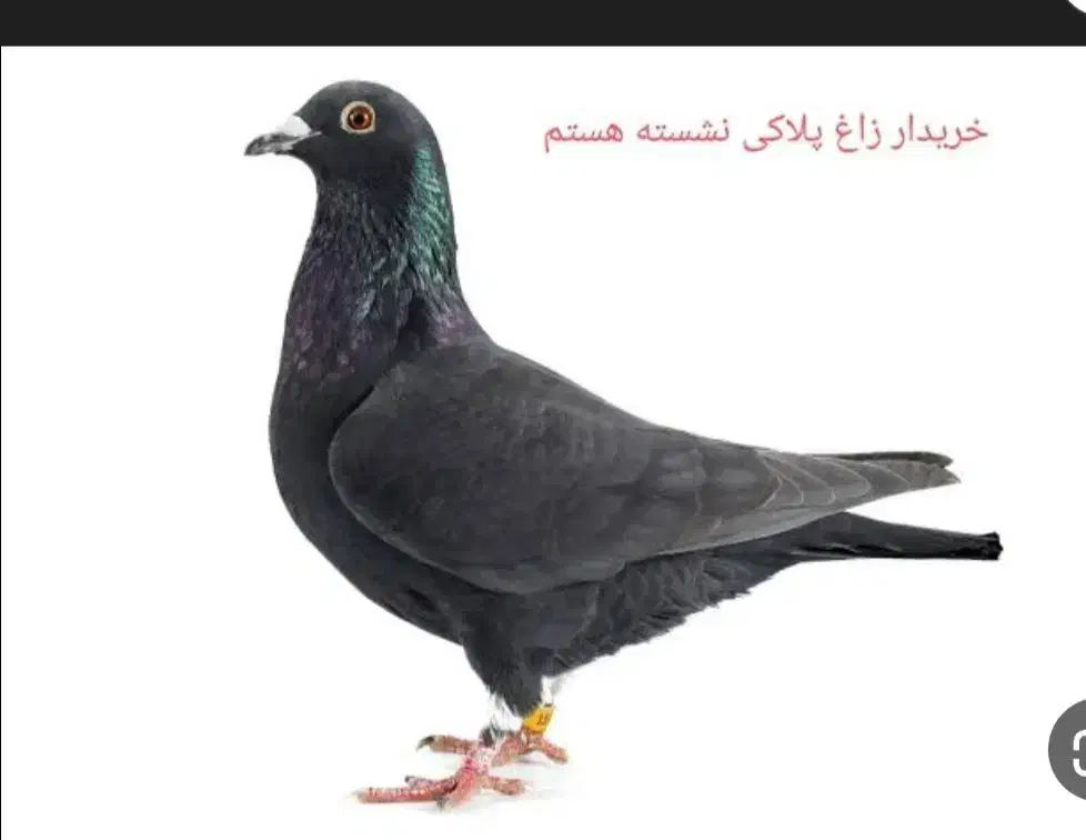 گمشده|حیوانات|نجف‌آباد, ویلاشهر|دیوار