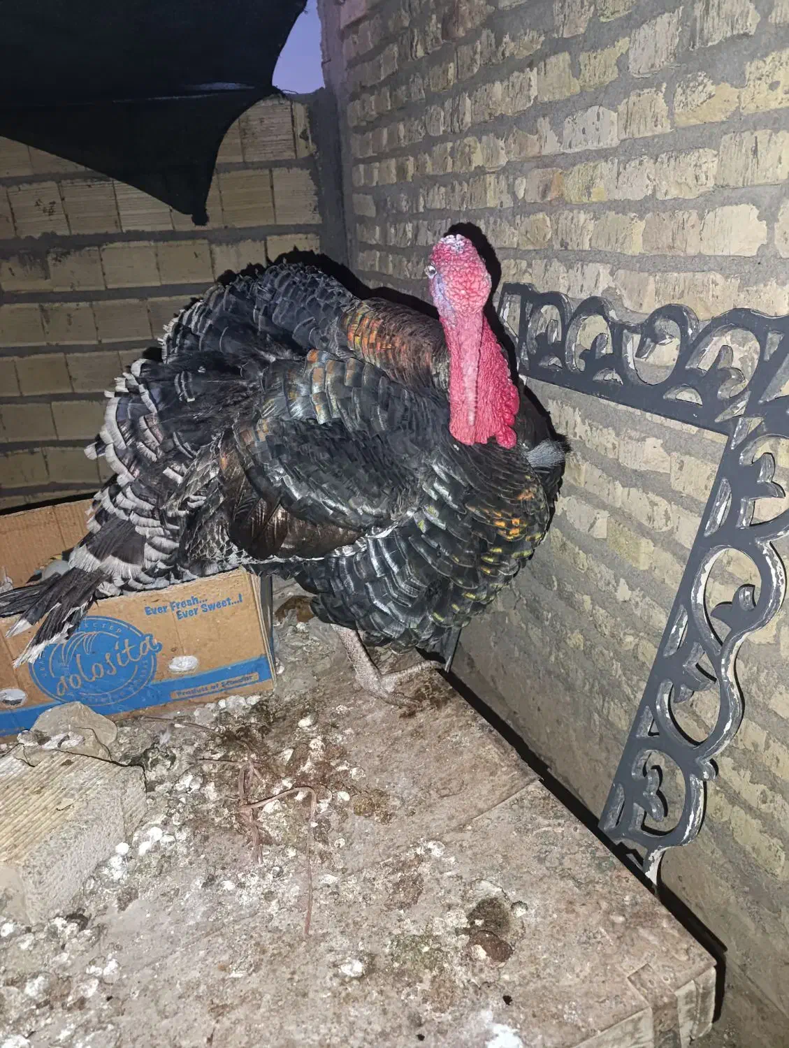 بوقلمون نر|حیوانات مزرعه|مهریز, |دیوار