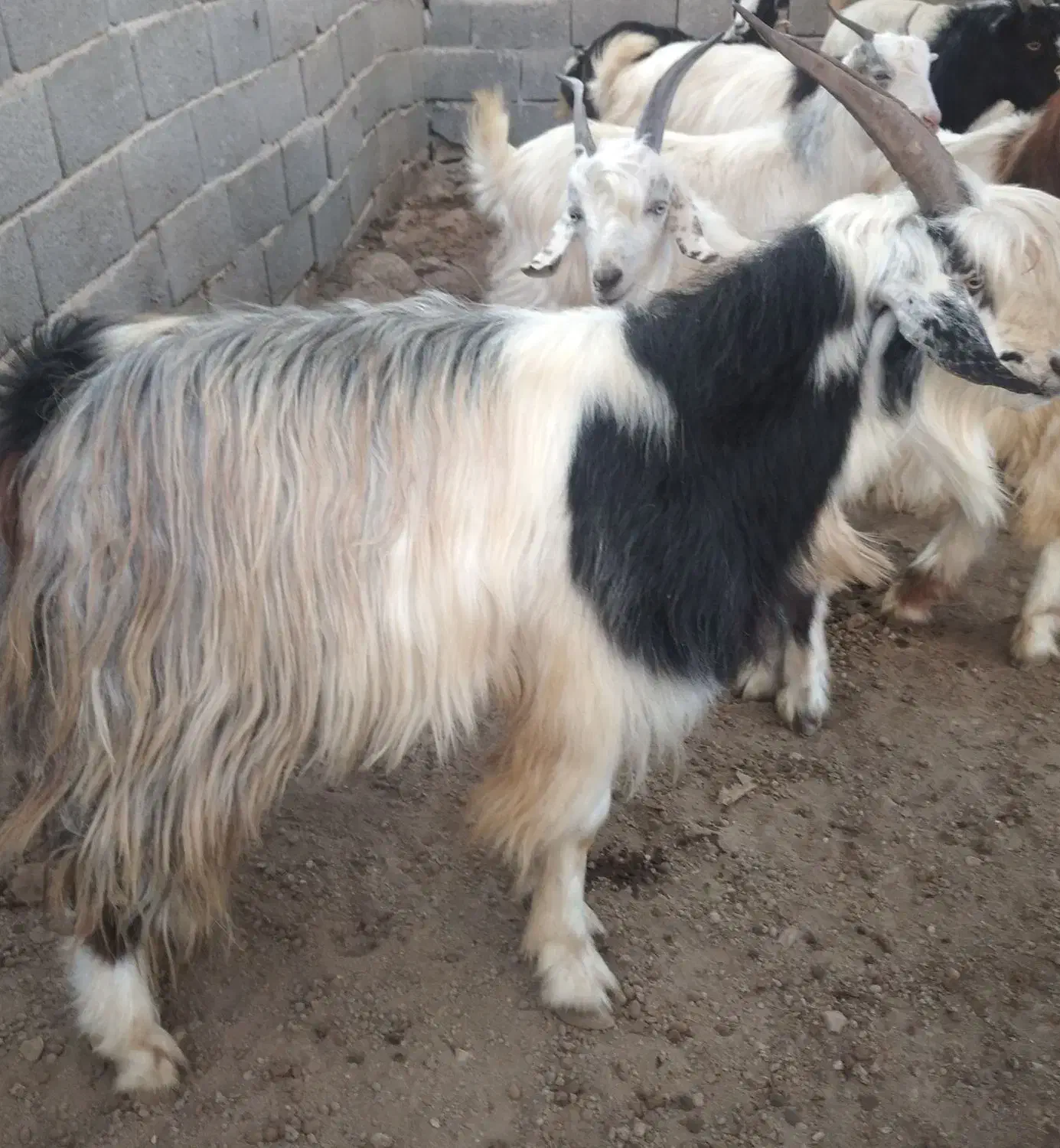 نر چبش چاق شیر مست سه عدد|حیوانات مزرعه|فاضل آباد, |دیوار