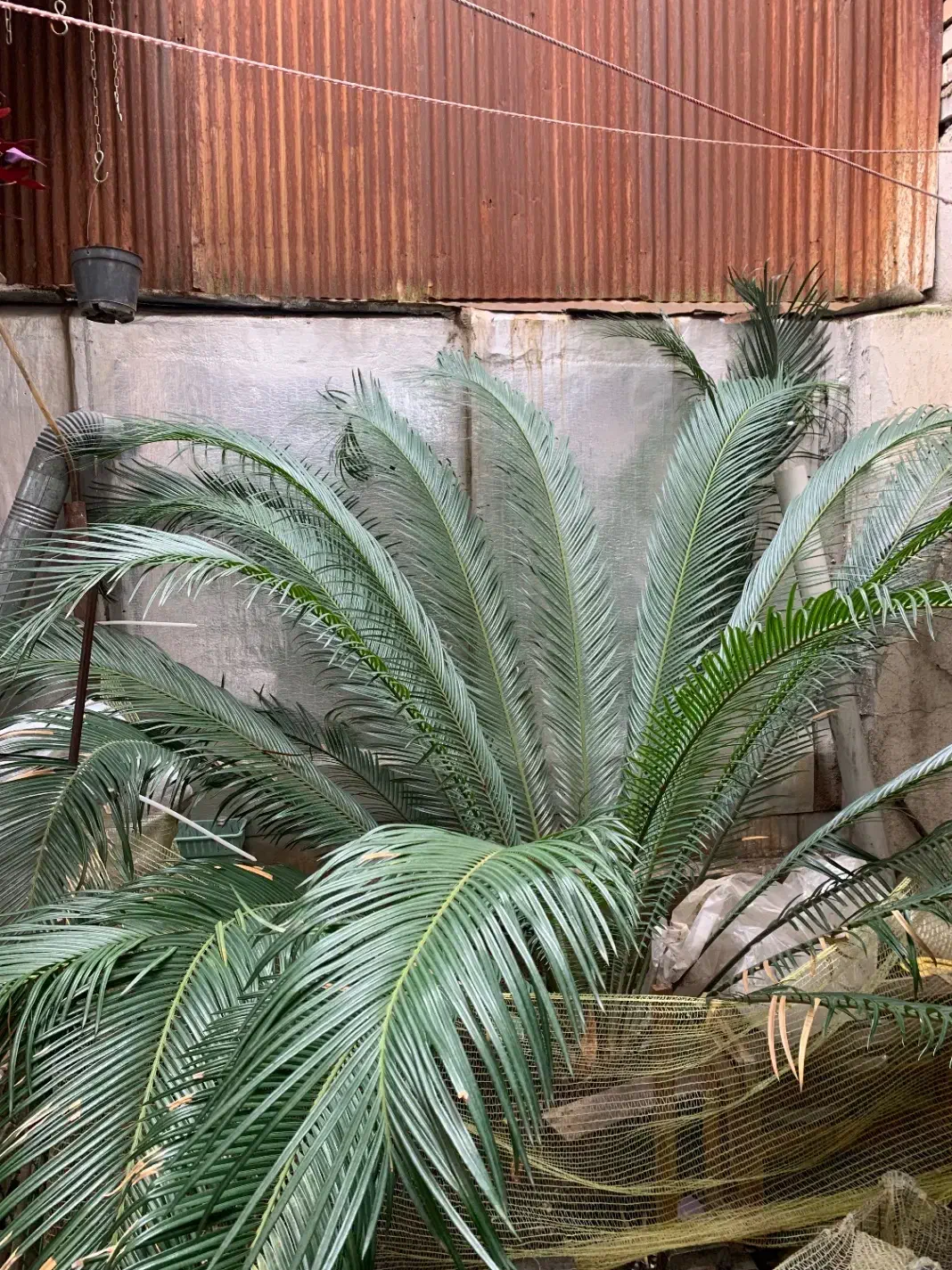 گل سیکاس ۱۲ ساله|گل و گیاه طبیعی|رشت, کوی بیانی|دیوار