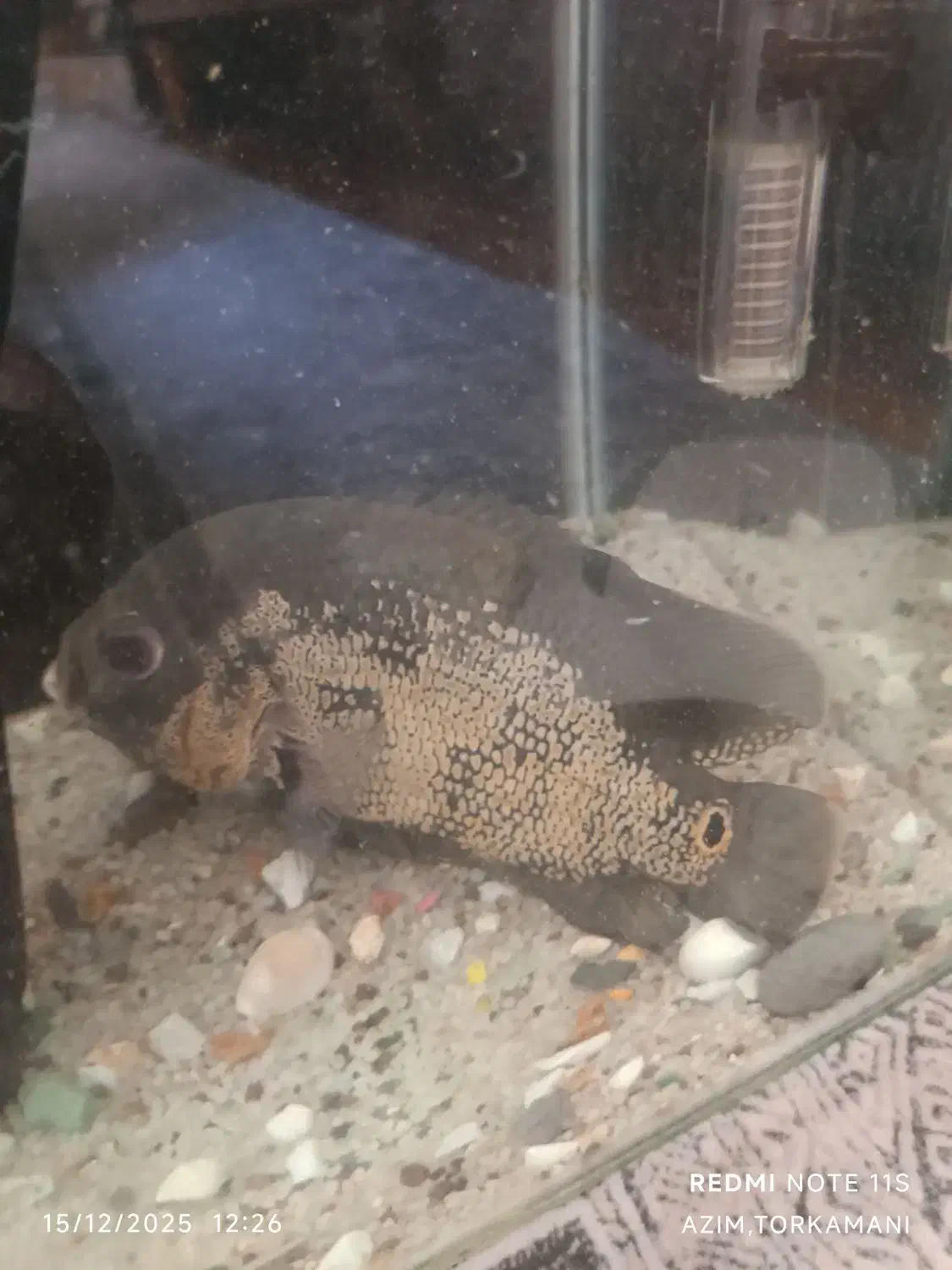 اکواریوم ماهی اسکار بزرگ|ماهی|بندرعباس, |دیوار