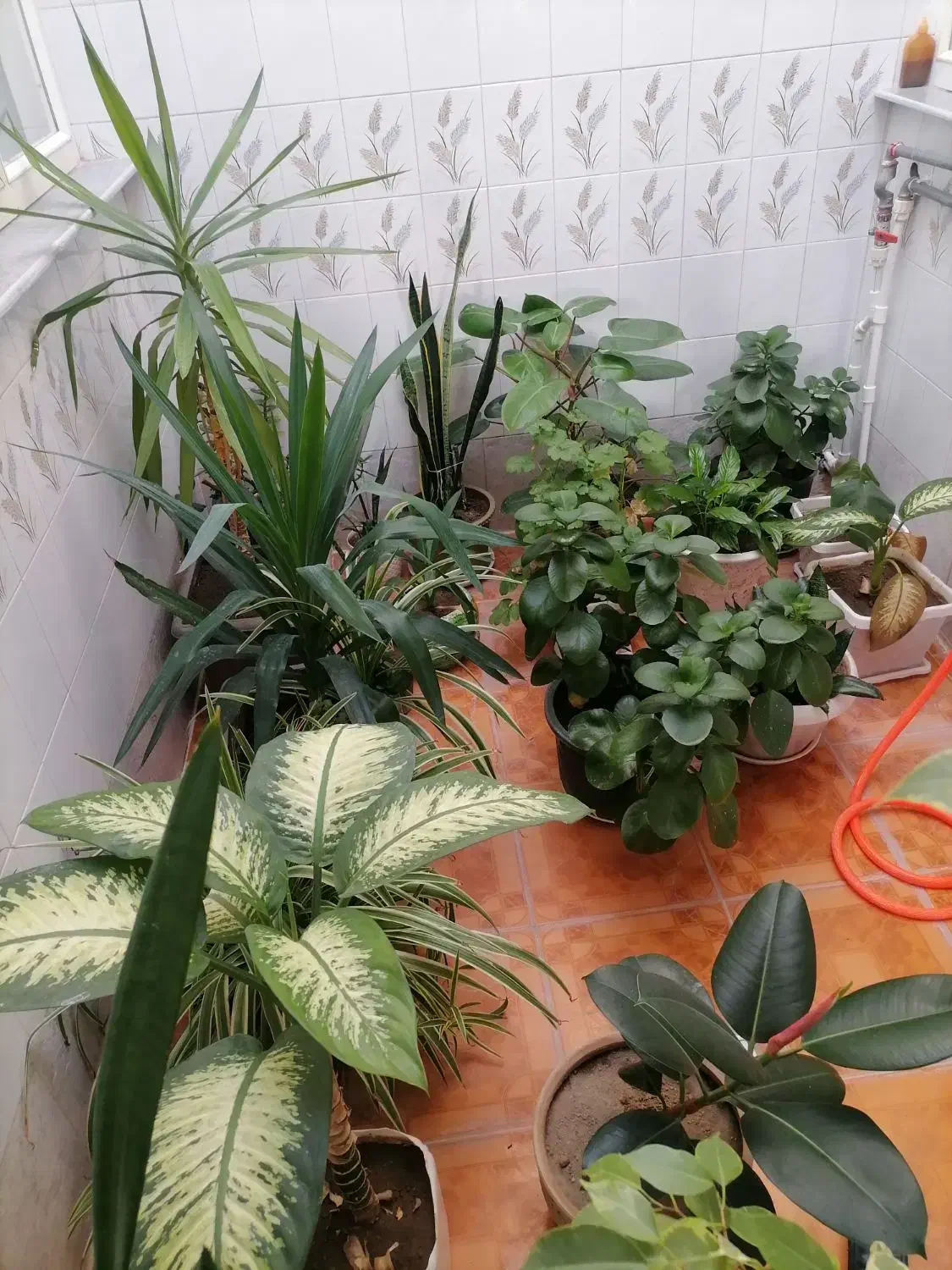 گل و گیاه|گل و گیاه طبیعی|سراجو, |دیوار