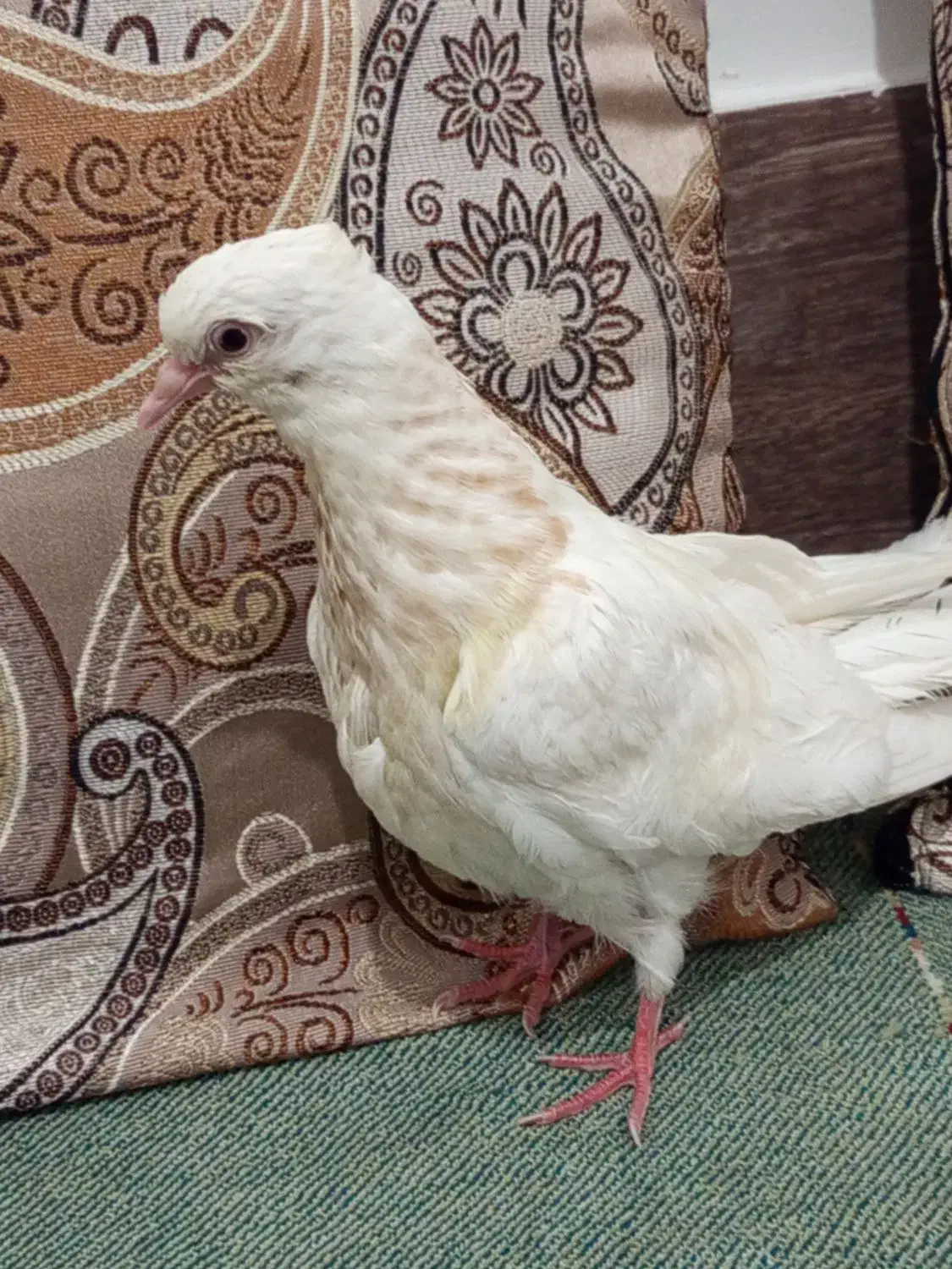 کفتر طوق ولایه|پرنده|مود, |دیوار