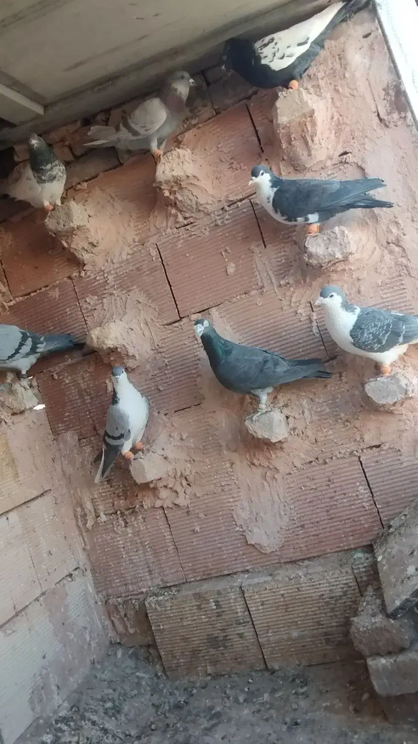 13کفتر بوم|پرنده|سبزوار, کراب|دیوار