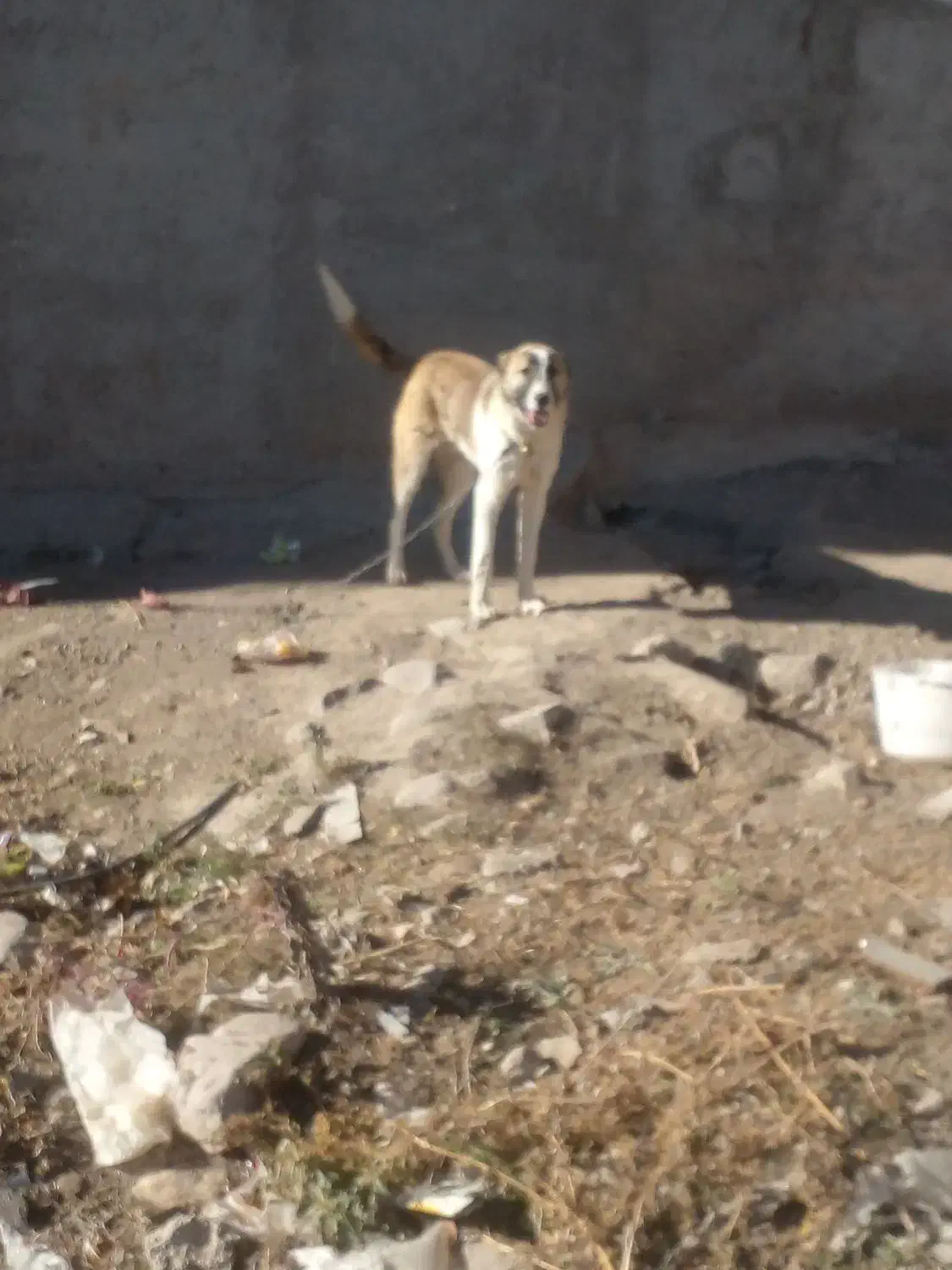 سگ سرابی|سگ|ثمرین, |دیوار