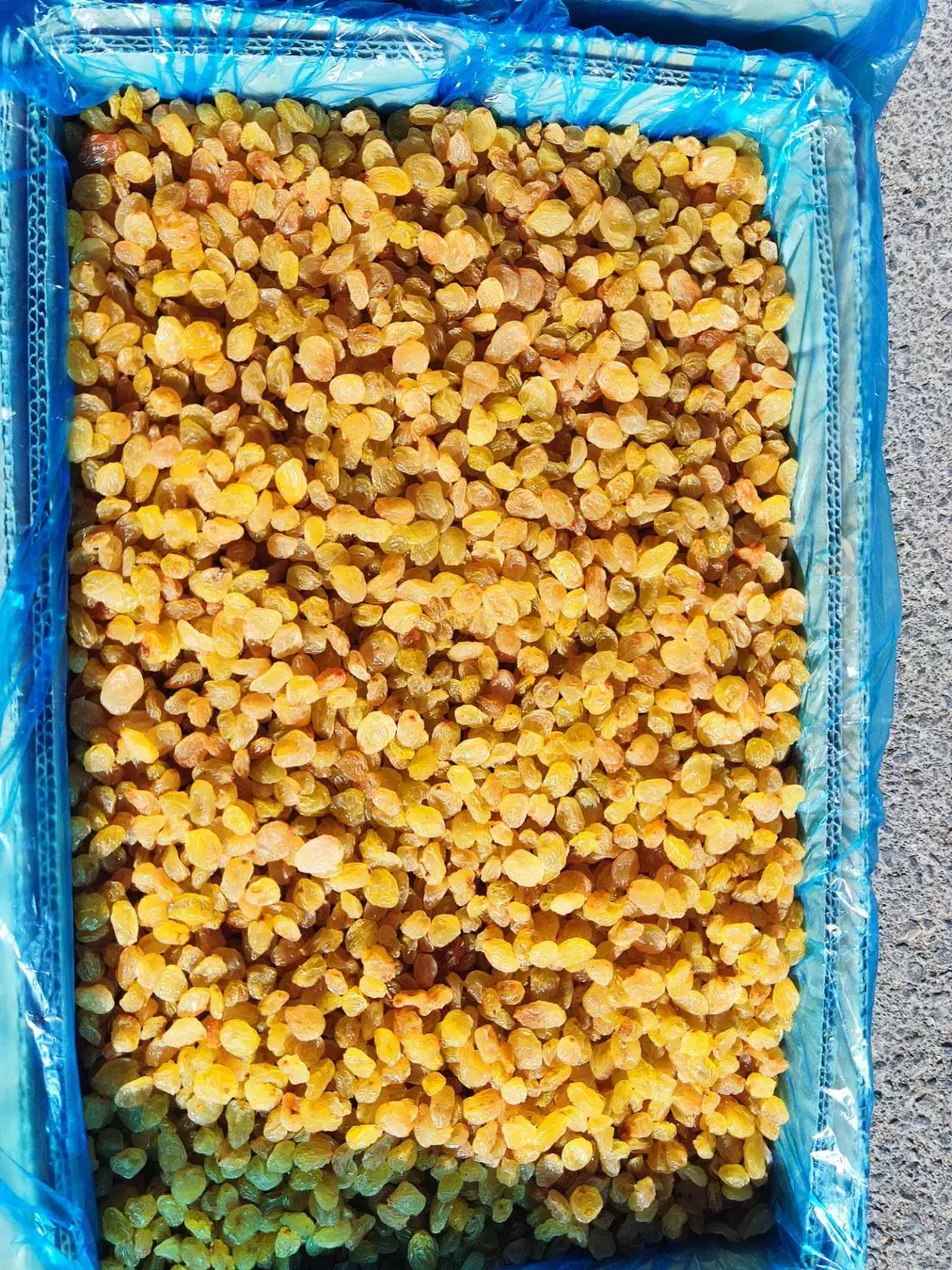 کشمش طلایی (دودی) و تیزابی|عمدهفروشی|ملایر, |دیوار