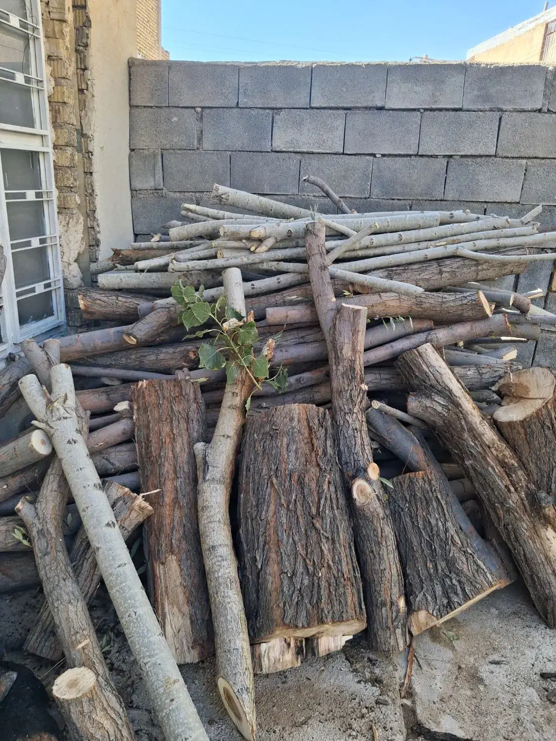 فروش چوب بادام بید وسفیدار ضایعات ونجاری|خدمات باغبانی و درختکاری|همایجان, |دیوار