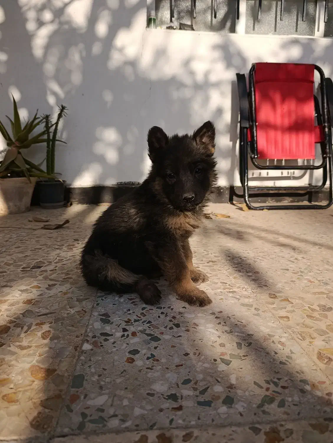 توله ژرمن موبلندبلک و دورنگ|سگ|هشتگرد, هشتگرد قدیم|دیوار