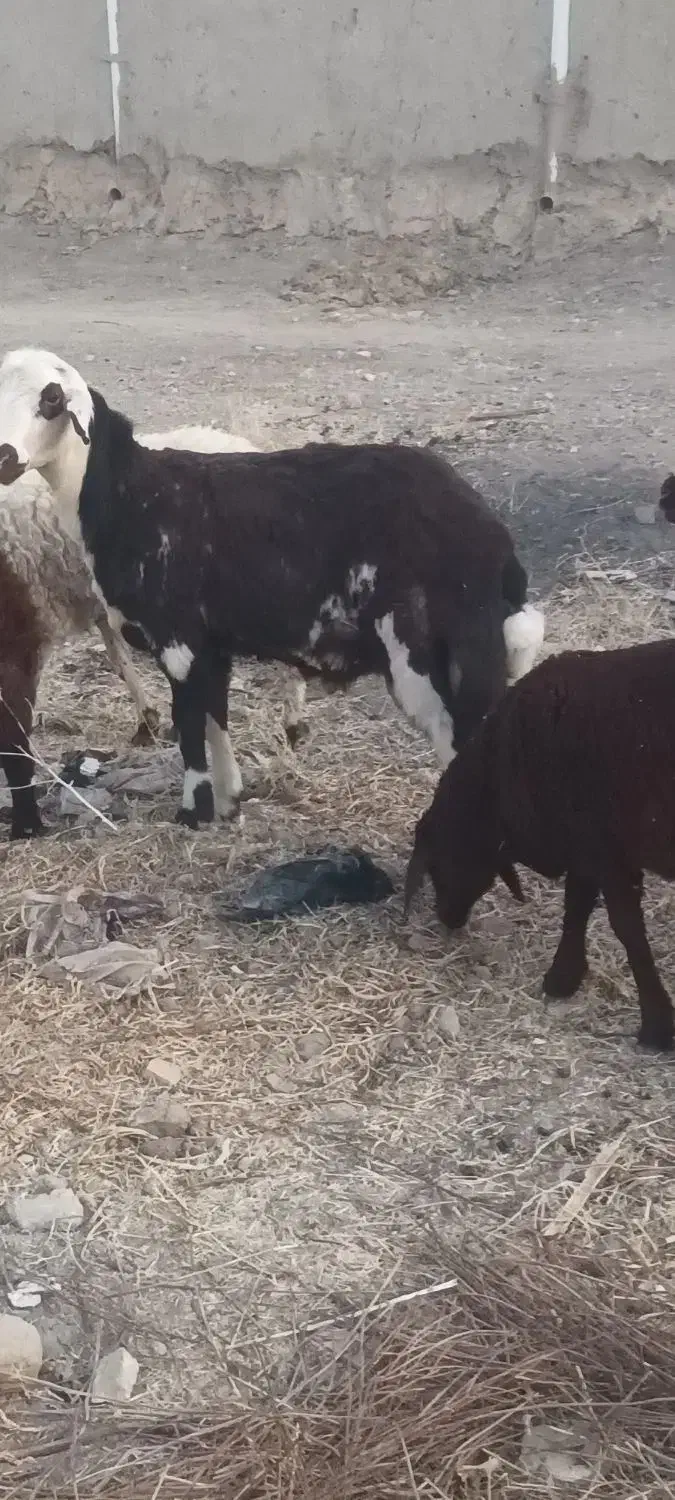 قوچ میش بز|حیوانات مزرعه|تربتحیدریه, کوی شهید احمدزاده ملکی|دیوار