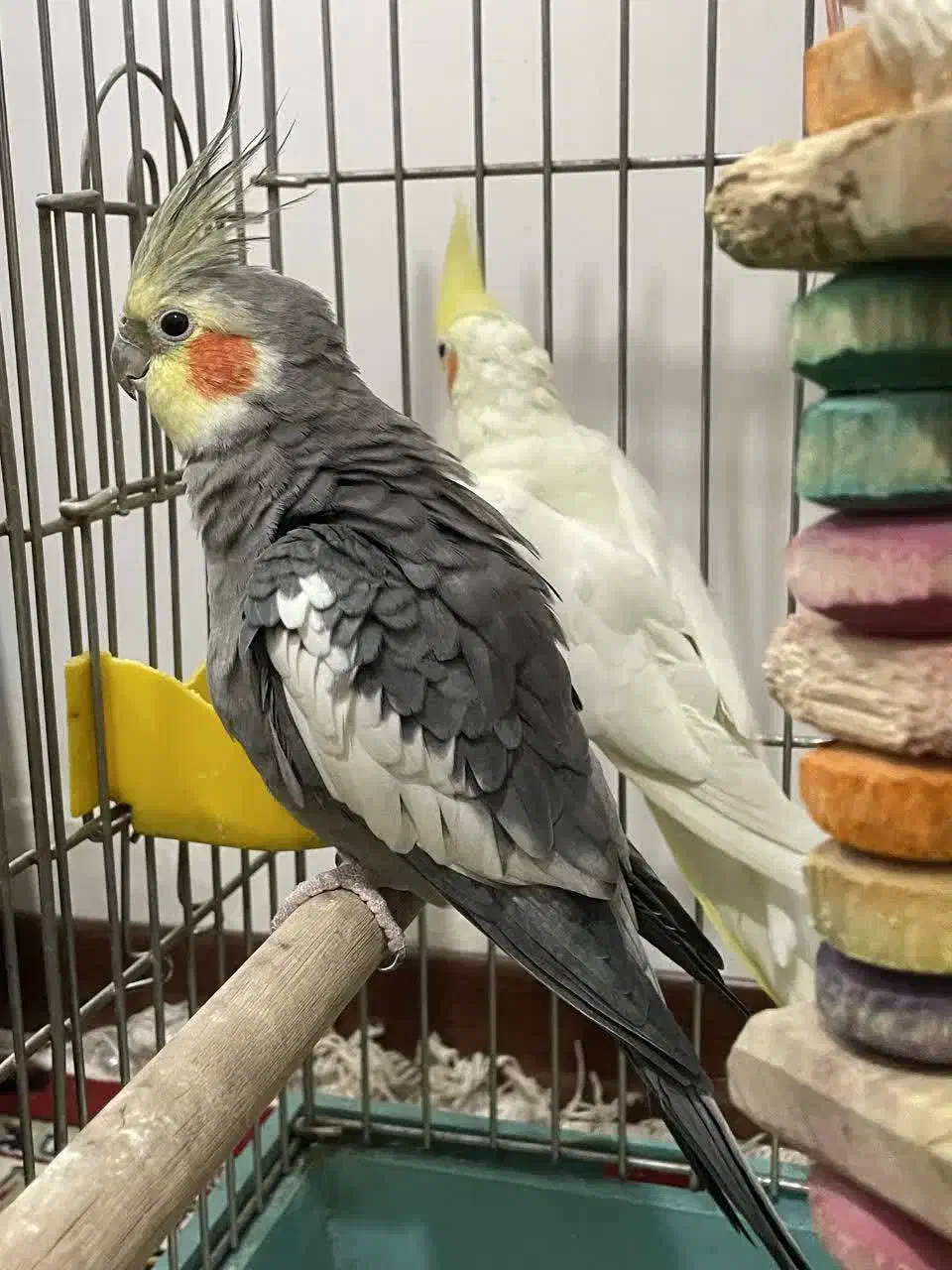 عروس هلندی با قفس وسایل|پرنده|کرج, برغان|دیوار