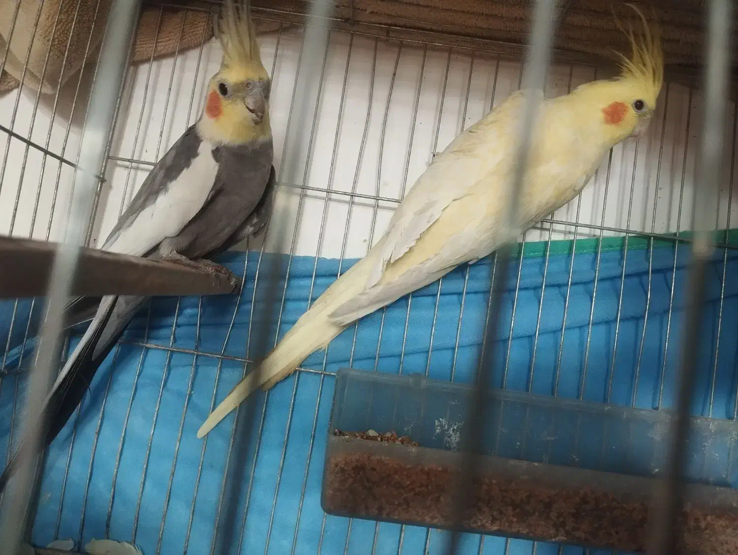 عروس هلندی|پرنده|مراغه, |دیوار