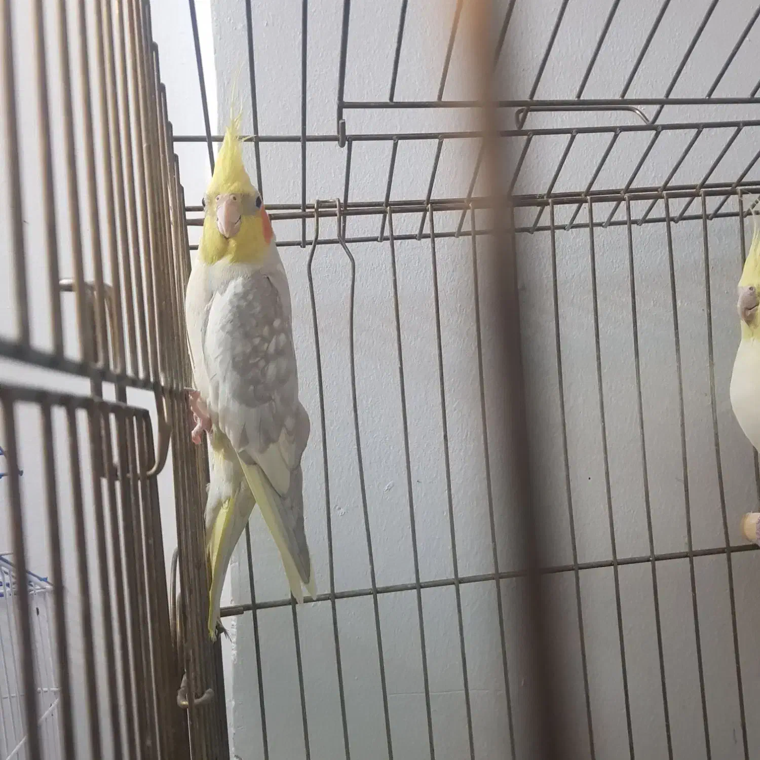 عروس هلندی|پرنده|تهران, سبلان (لشگر)|دیوار