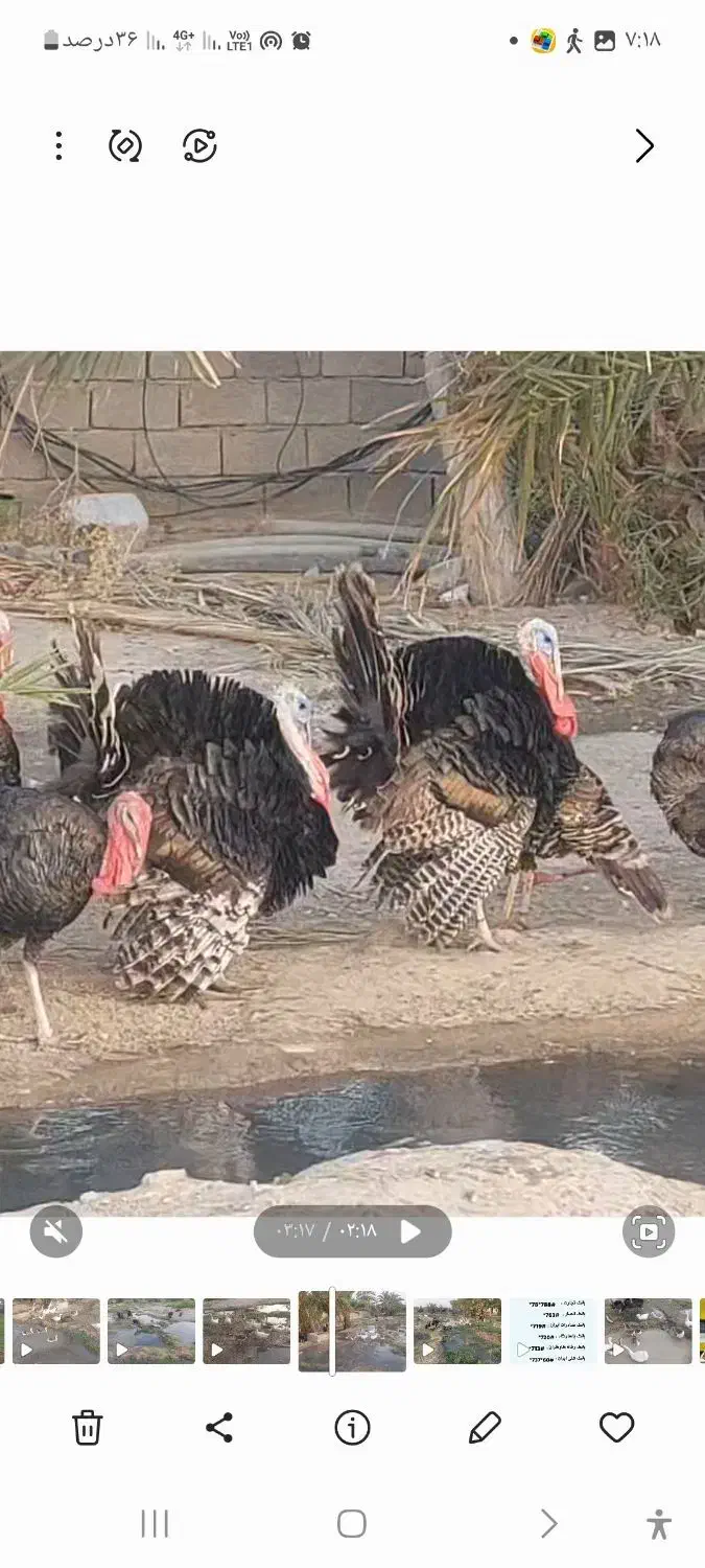 فروش بوقلمون نر|حیوانات مزرعه|ایرانشهر, |دیوار