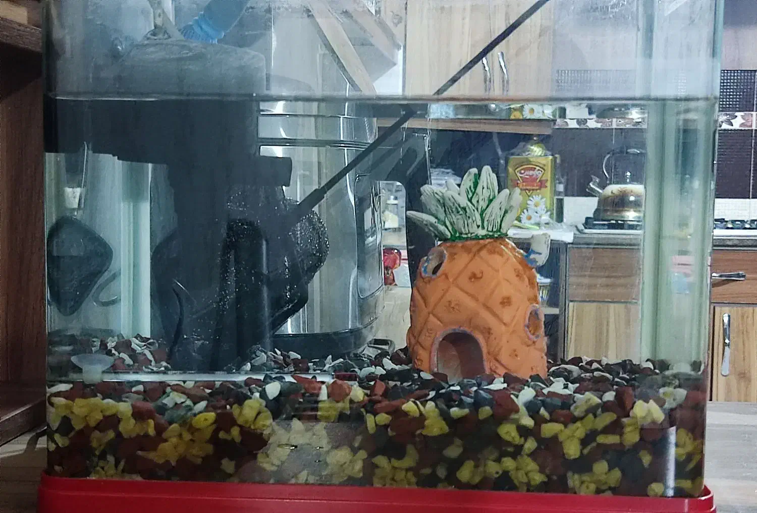 آکواریوم شرکتی با همه وسایل|ماهی|شیراز, کوشک میدان|دیوار