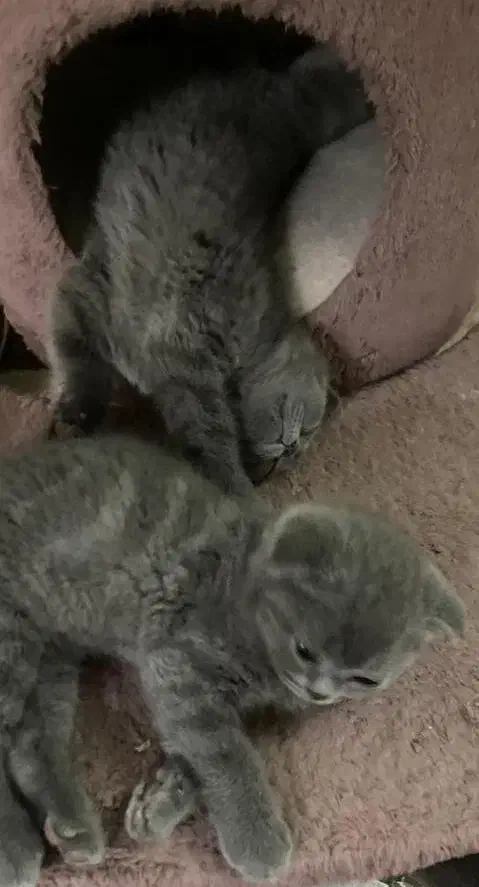 گربه اسکاتیش رنگ بلو|گربه|تهران, توحید|دیوار