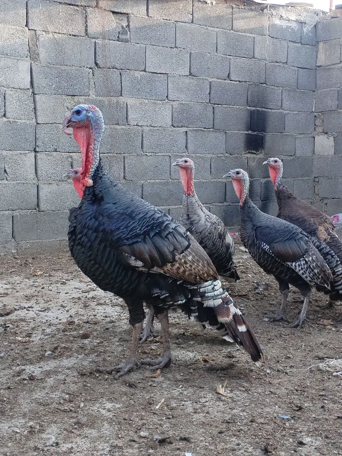 بوقلمون ماده برنز تخمگذار|حیوانات مزرعه|تهران, یافت آباد جنوبی|دیوار