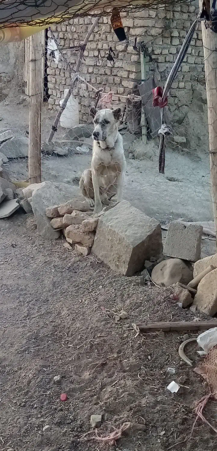 واگذاری حیون ده ماهه|سگ|رضویه, |دیوار