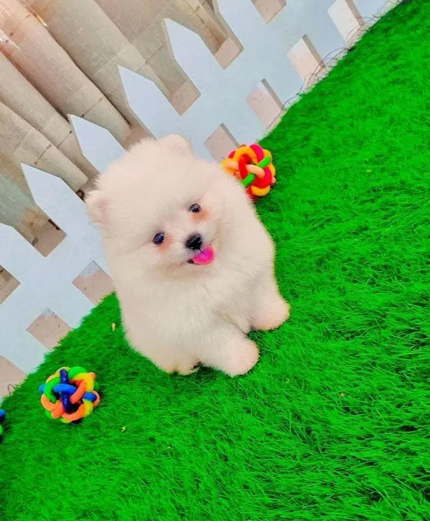 پامران تربیت شده عدد بالا|سگ|خاش, |دیوار