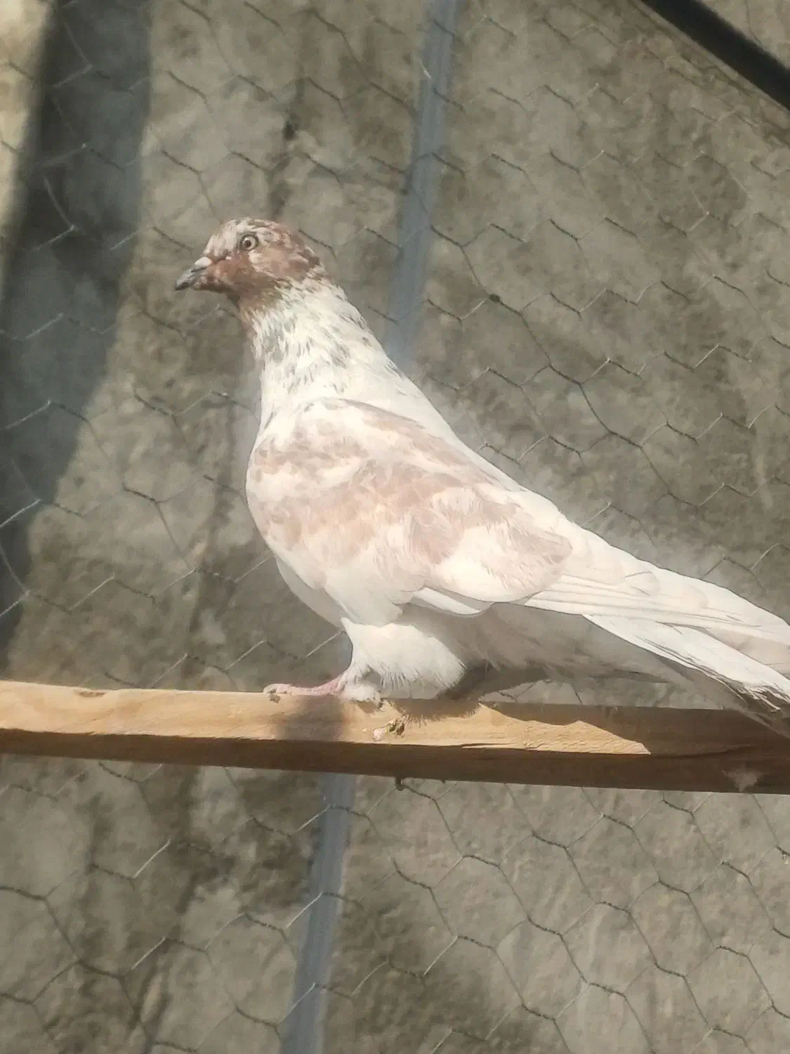 نر گرگی غریب گیری|پرنده|شهریار, شهریار|دیوار