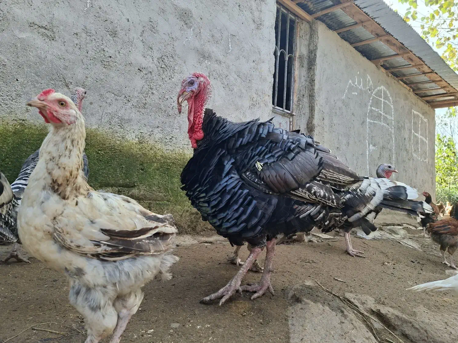 بوقلمون|حیوانات مزرعه|کومله, |دیوار