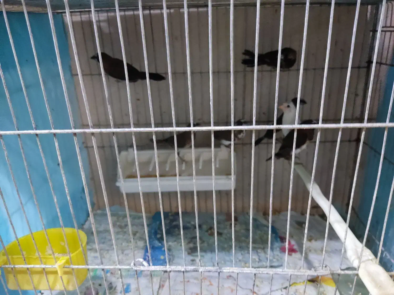 فنج بنگالی 30عدد|پرنده|پاکدشت, پاکدشت (مامازند)|دیوار