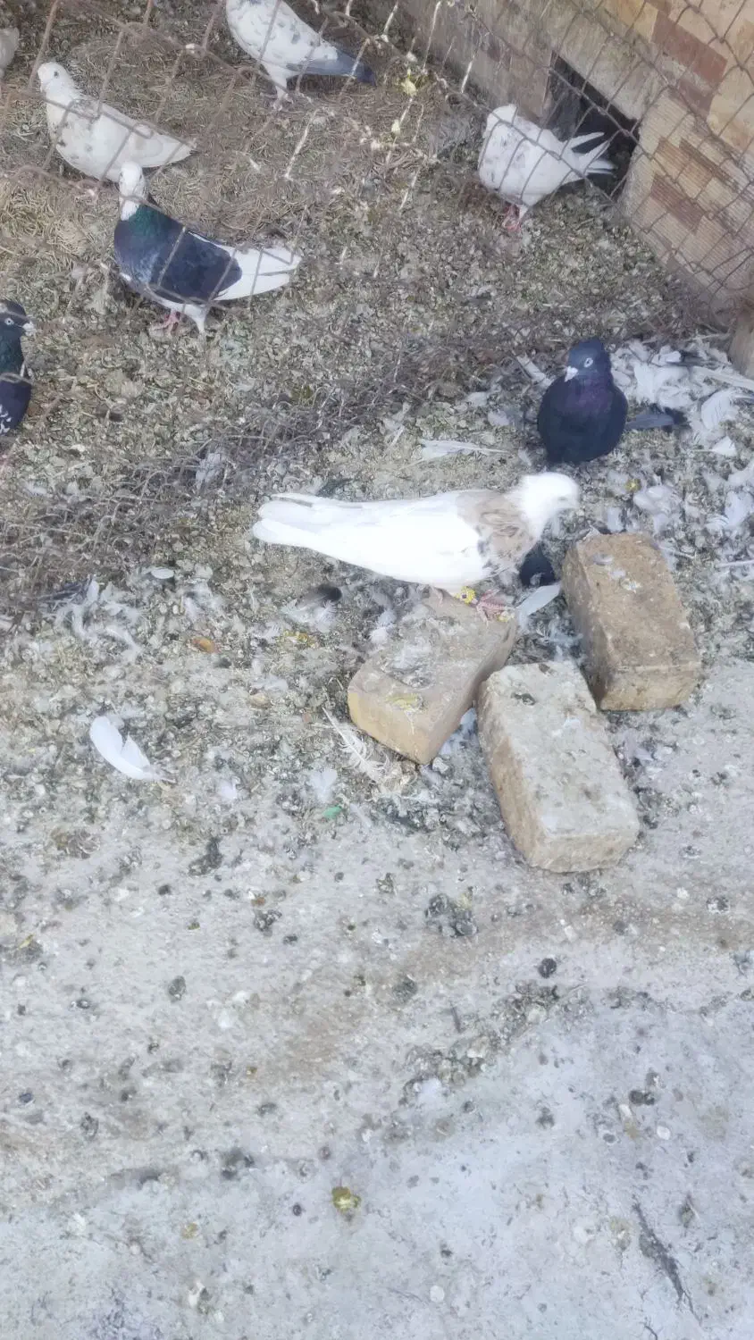 فروش کفتر بهبهانی نقش|پرنده|مرودشت, ثبت احوال|دیوار