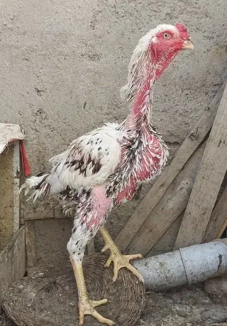 تخم مرغ لاری|حیوانات مزرعه|اردبیل, |دیوار