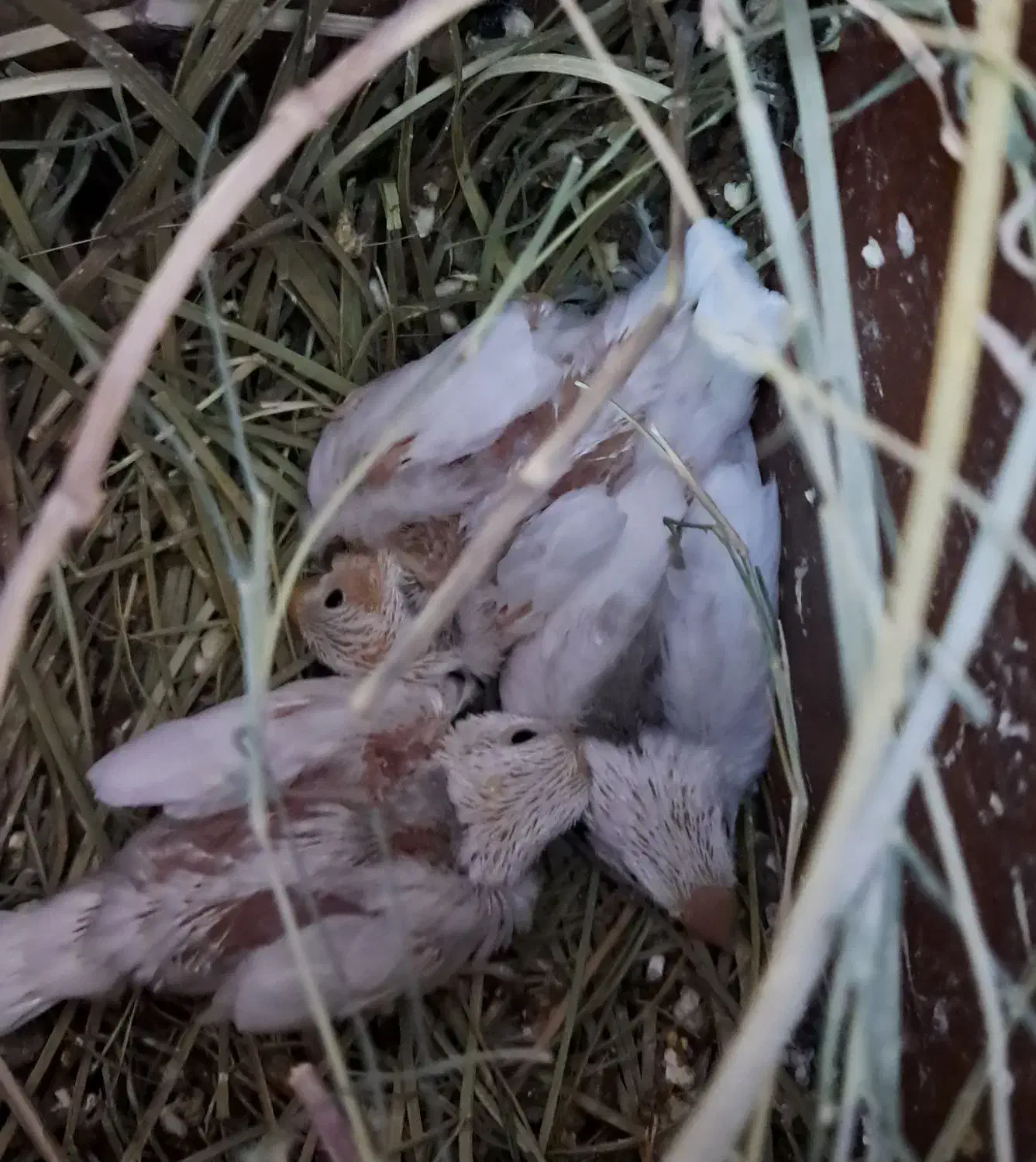 فنچ نرگسی مولد|پرنده|کارون, |دیوار